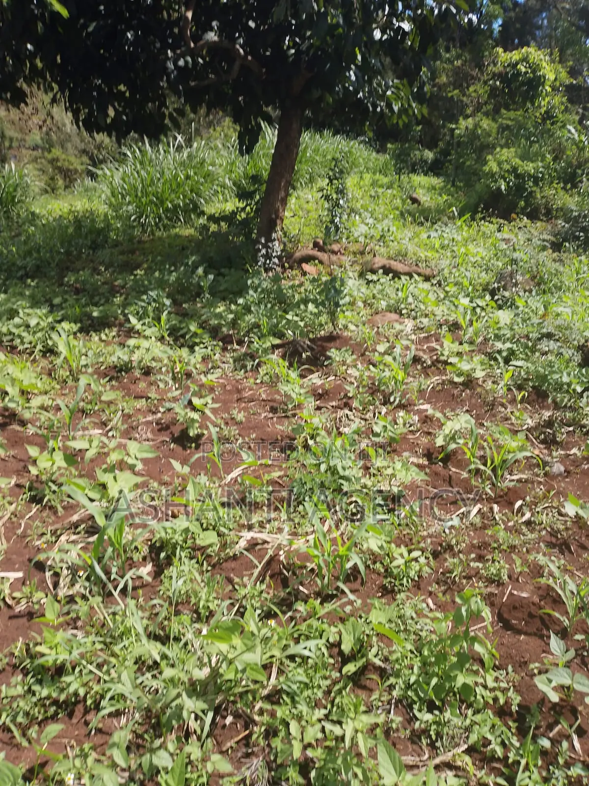 Prime Commercial Land