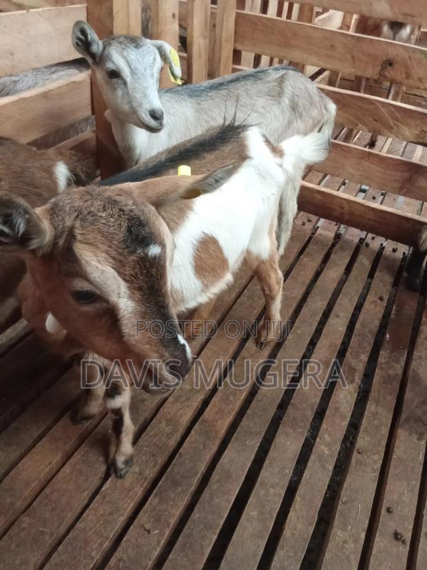 Alpine Dairy Goat for Milk Production (High Adaptability) - main view