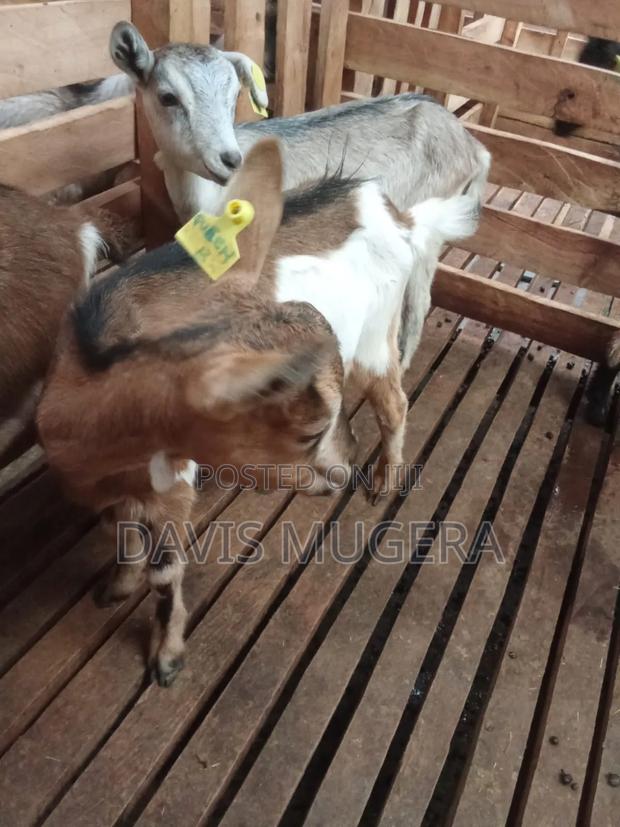 Alpine Dairy Goat for Milk Production (High Adaptability) - thumbnail 2