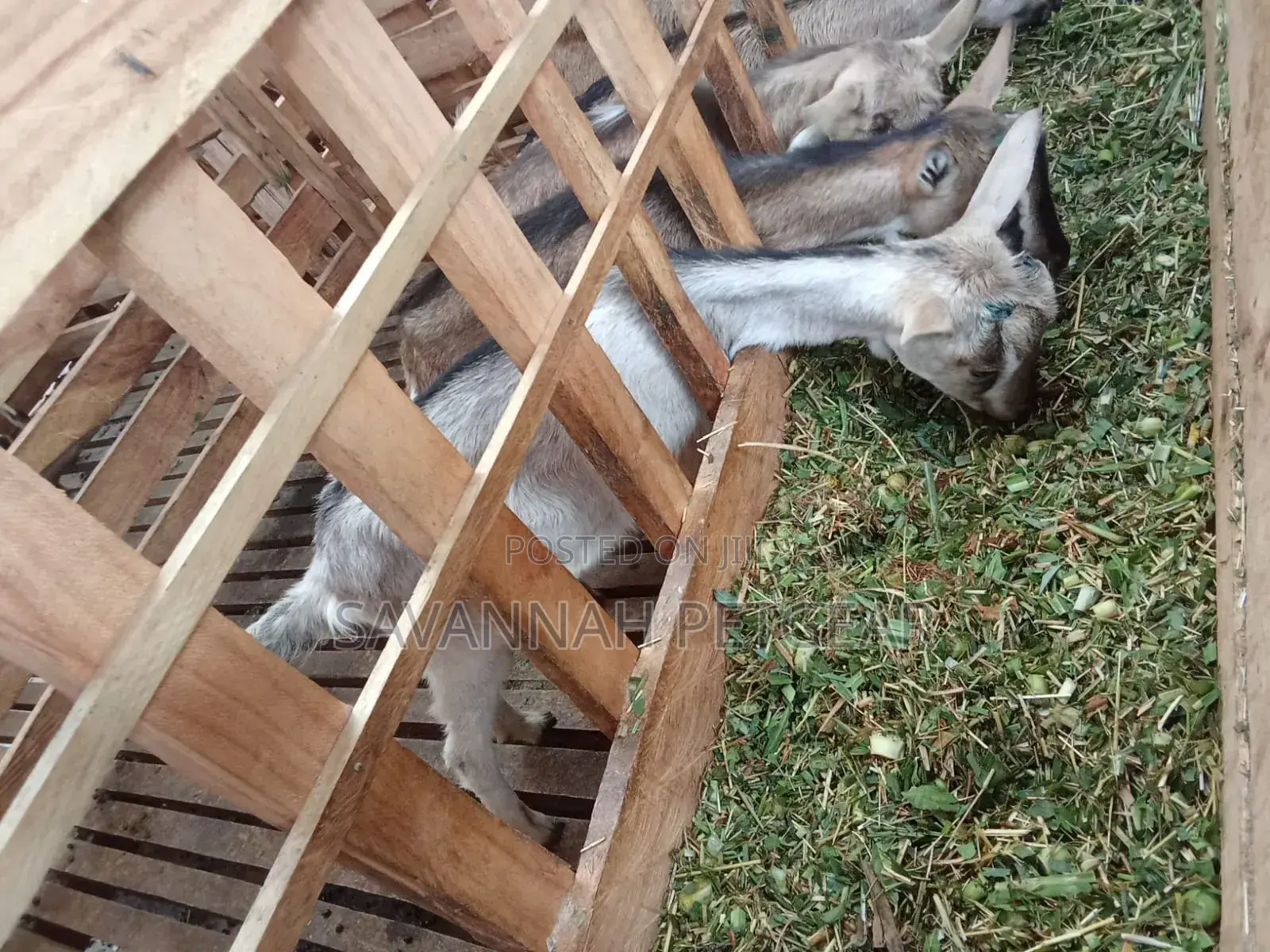 Alpine Dairy Goat for Milk Production (High Adaptability)