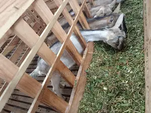 Alpine Dairy Goat for Milk Production (High Adaptability)