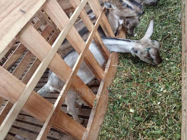 Alpine Dairy Goat for Milk Production (High Adaptability) - thumbnail 4