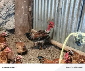 Improved Kienyeji Cocks