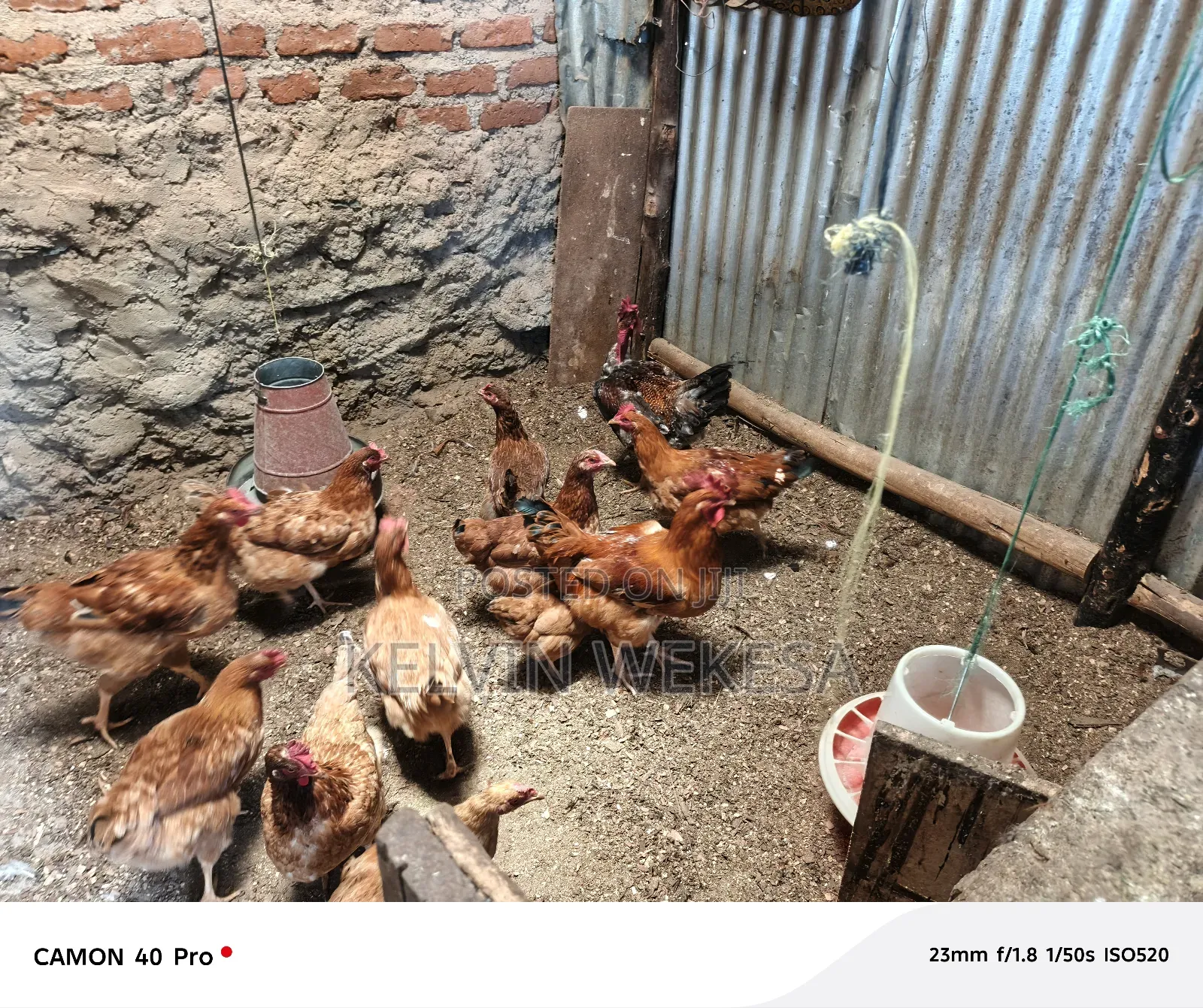 Improved Kienyeji Cocks