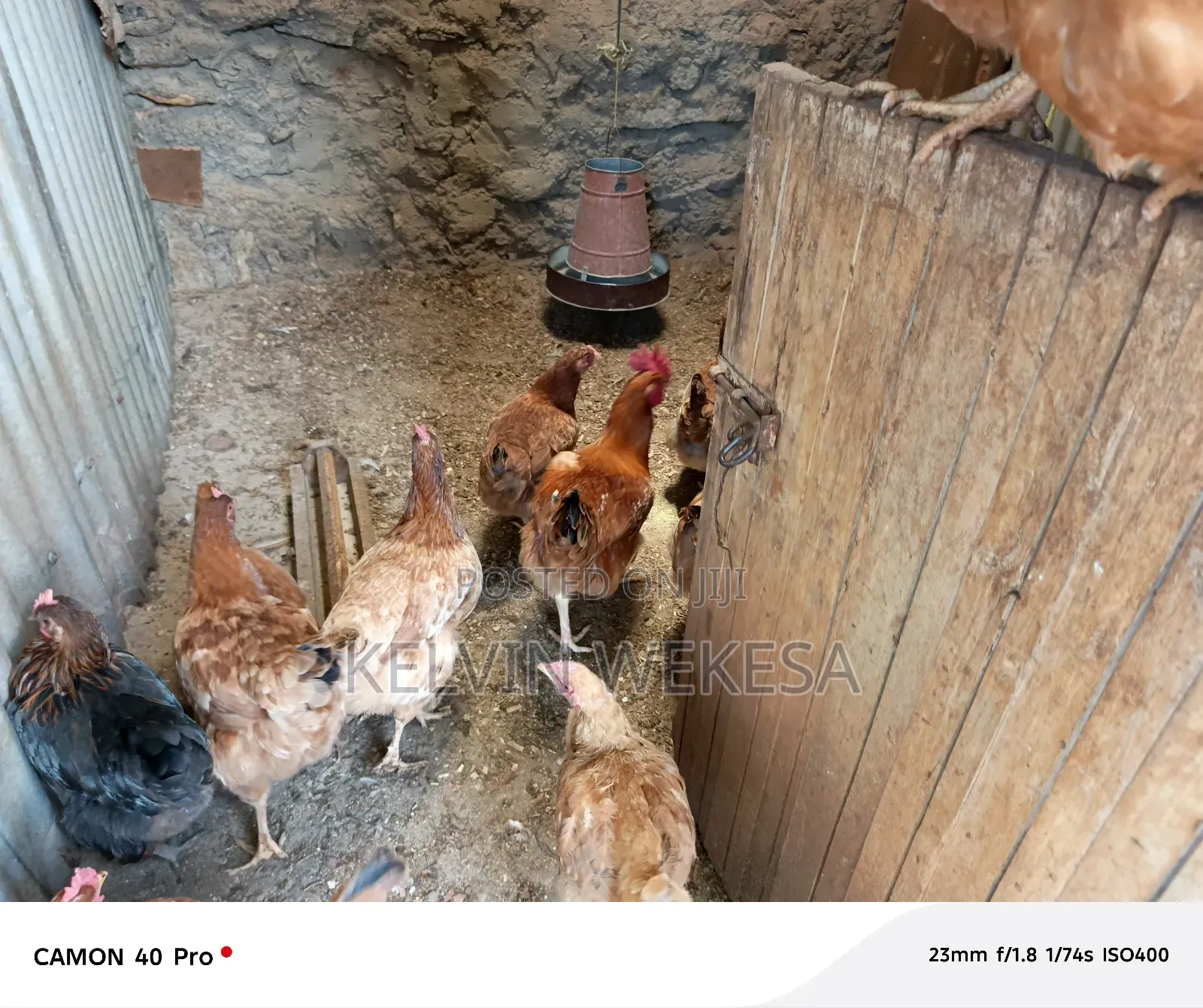 Improved Kienyeji Cocks
