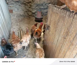 Improved Kienyeji Cocks
