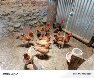 Improved Kienyeji Cocks