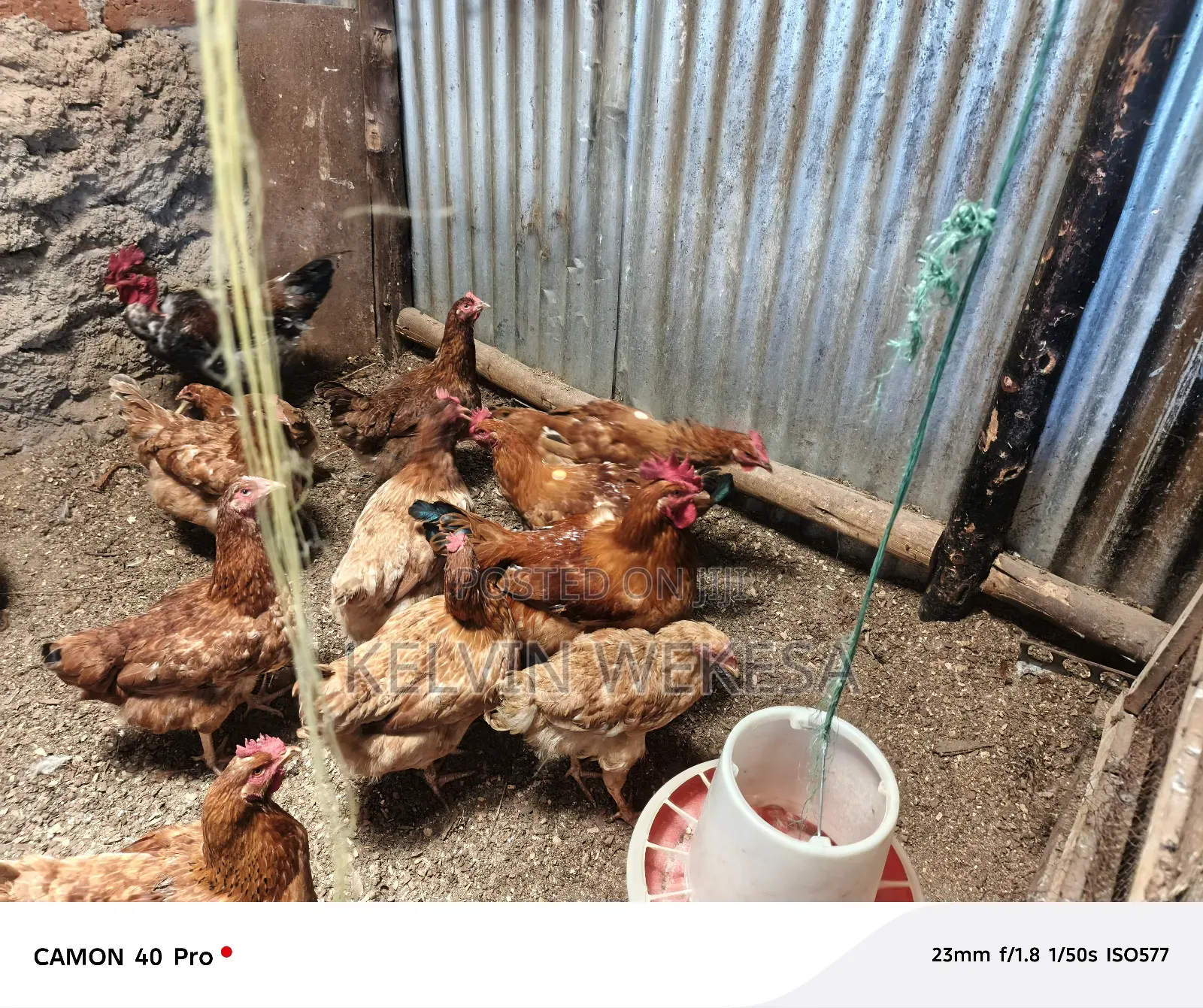Improved Kienyeji Cocks