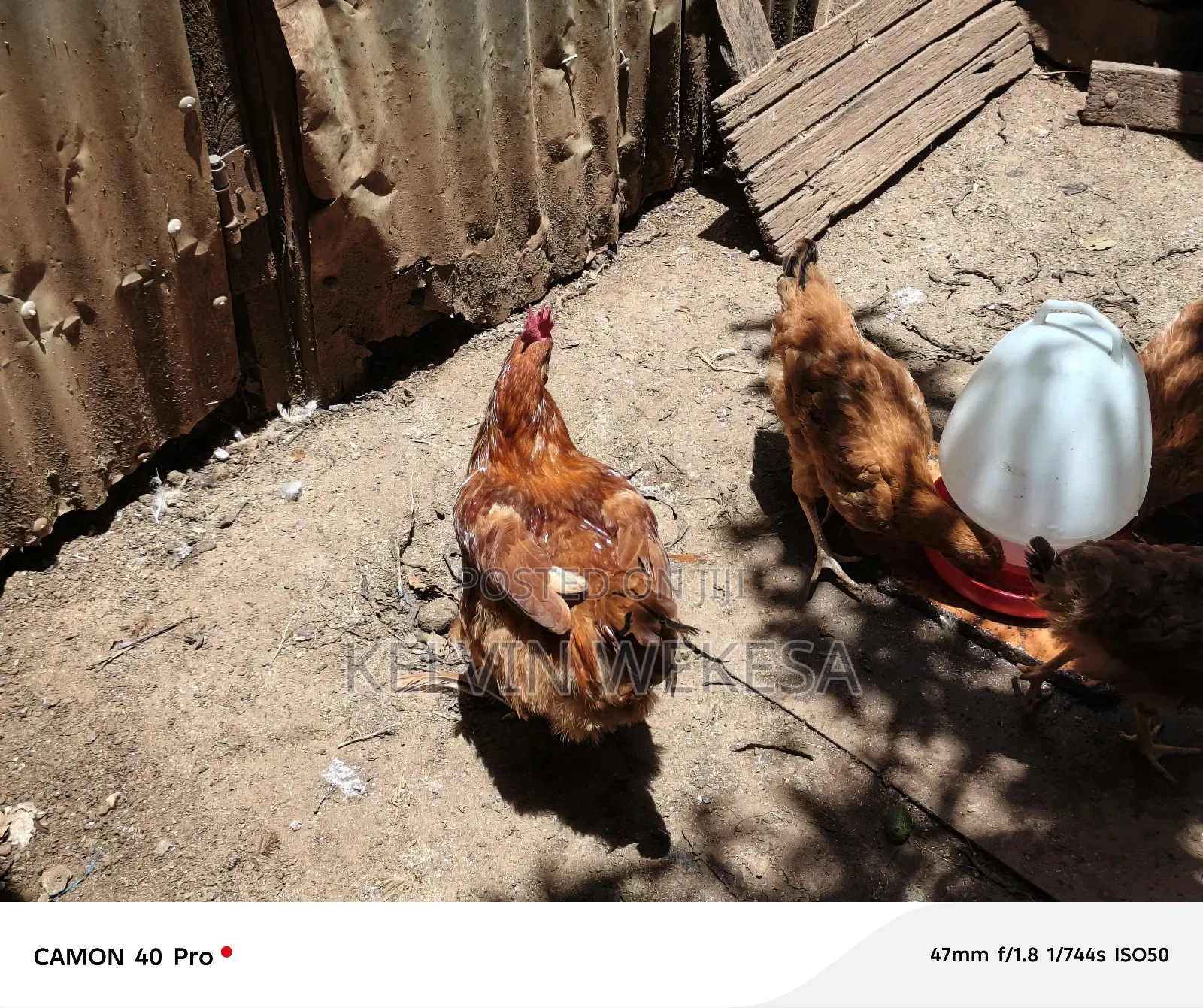 Improved Kienyeji Cocks