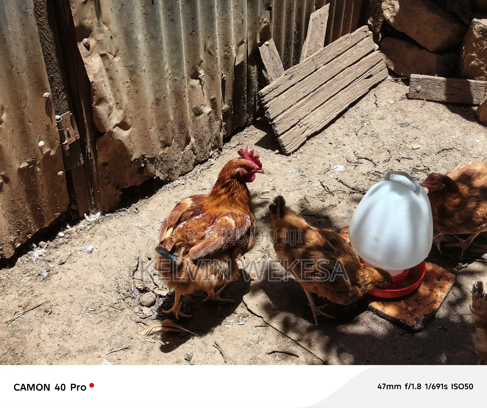 Improved Kienyeji Cocks