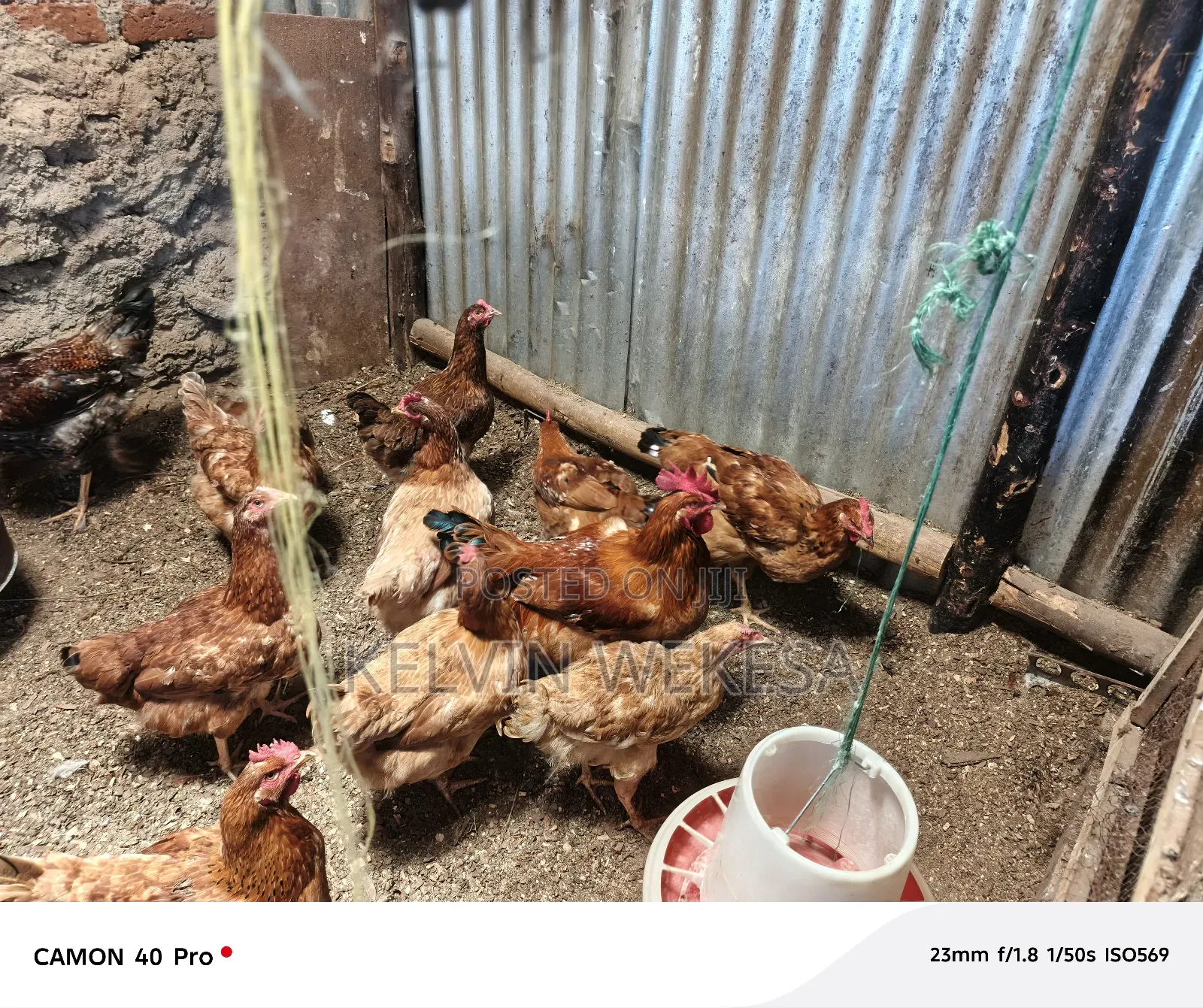 Improved Kienyeji Cocks