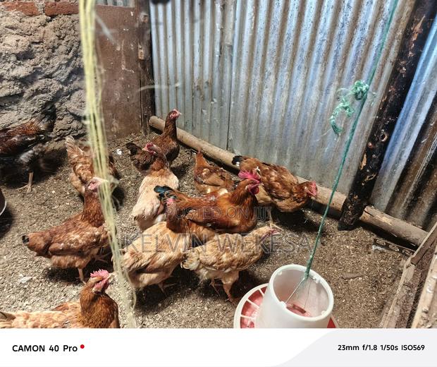 Improved Kienyeji Cocks - thumbnail 8