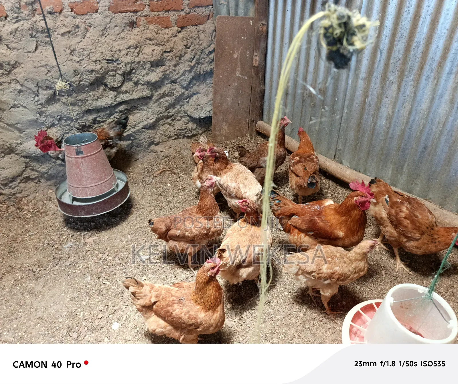 Improved Kienyeji Cocks