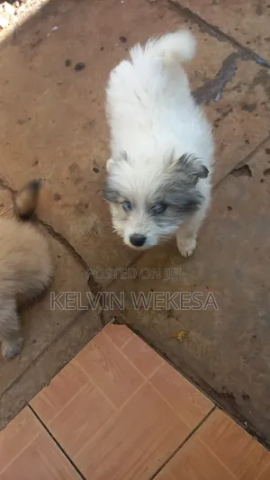 1-3 months Male Purebred Japanese Spitz