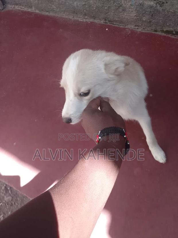 3-6 months Male Mixed Breed Pomeranian