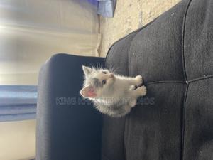 1-3 months Female Purebred American Shorthair