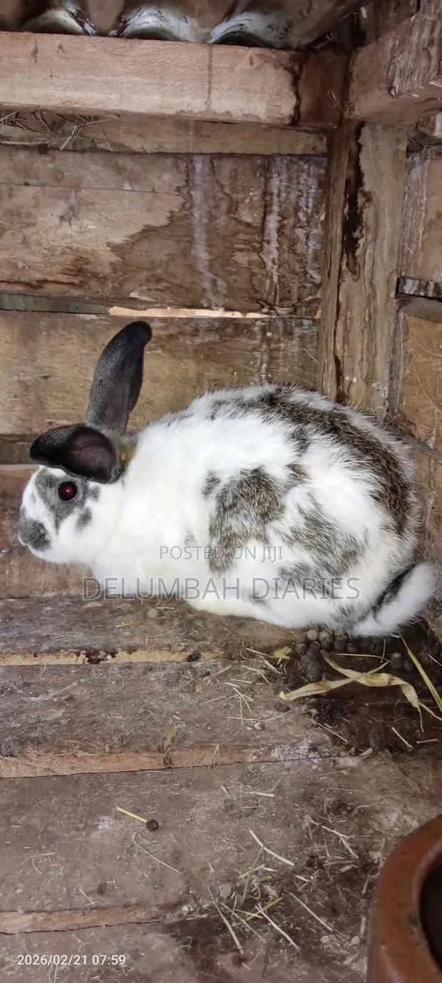 Rabbit and Rabbit Meat Available - main view