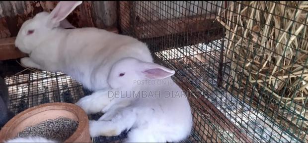 Rabbit and Rabbit Meat Available - thumbnail 2