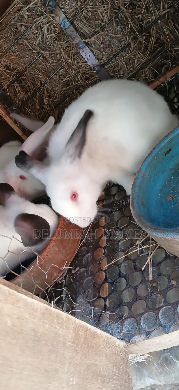 Rabbit and Rabbit Meat Available - thumbnail 3