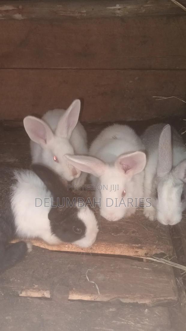 Rabbit and Rabbit Meat Available - thumbnail 4