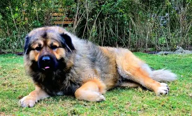 3-6 months Female Mixed Breed German Shepherd