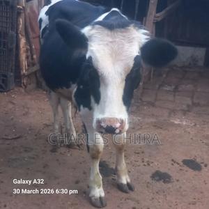 Friesian Holstein (Bull) - thumbnail 2