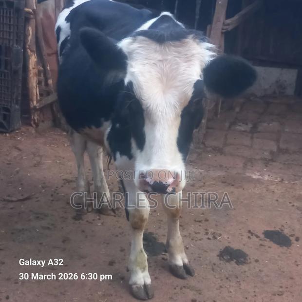 Friesian Holstein (Bull) - main view