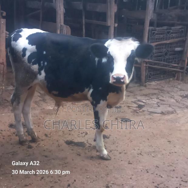 Friesian Holstein (Bull) - thumbnail 3