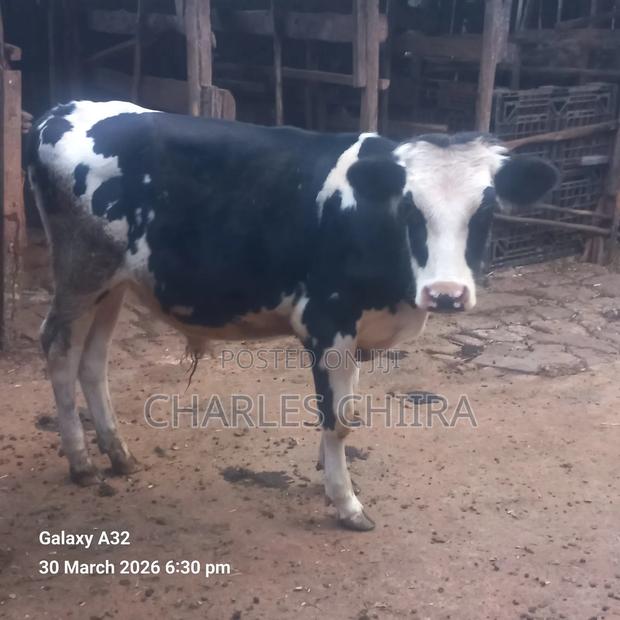 Friesian Holstein (Bull) - thumbnail 4