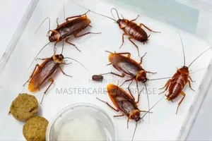 Cockroach Control in Eldoret
