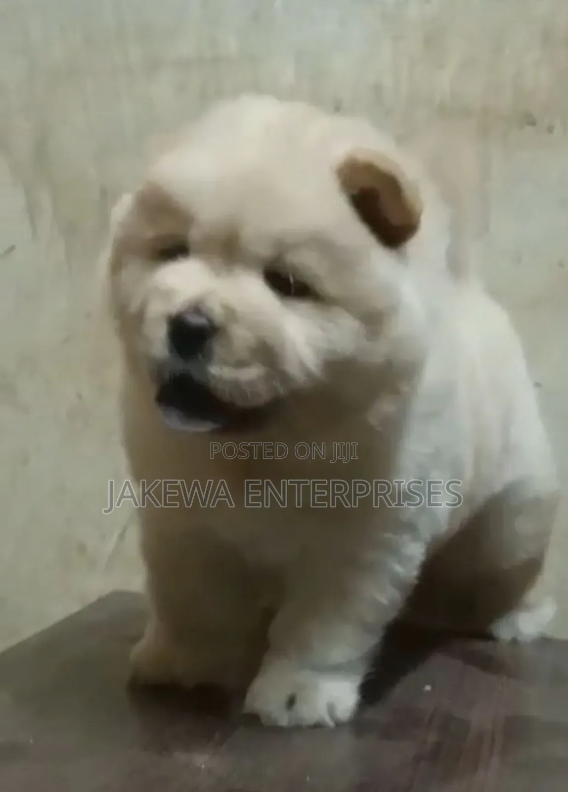 1-3 months Male Purebred Chow Chow