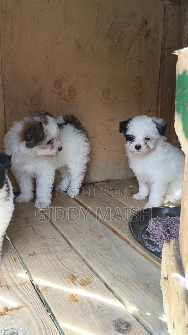 0-1 month Male Purebred Havanese