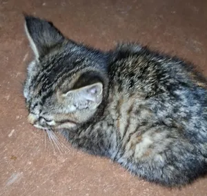1-3 months Female Mixed Breed Cat