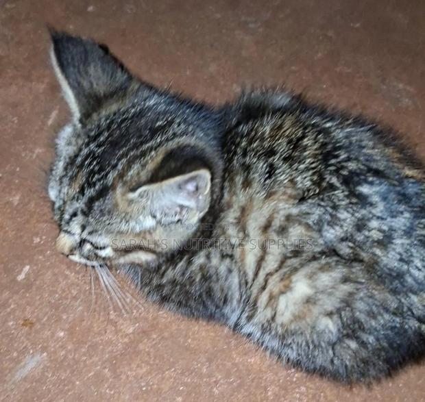 1-3 months Female Mixed Breed Cat - thumbnail 2