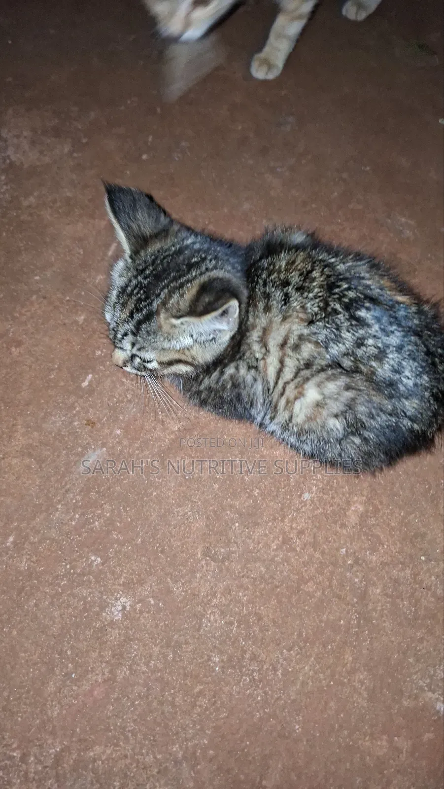 1-3 months Female Mixed Breed Cat