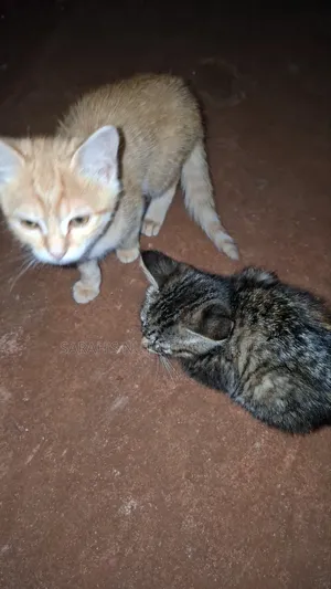 1-3 months Female Mixed Breed Cat