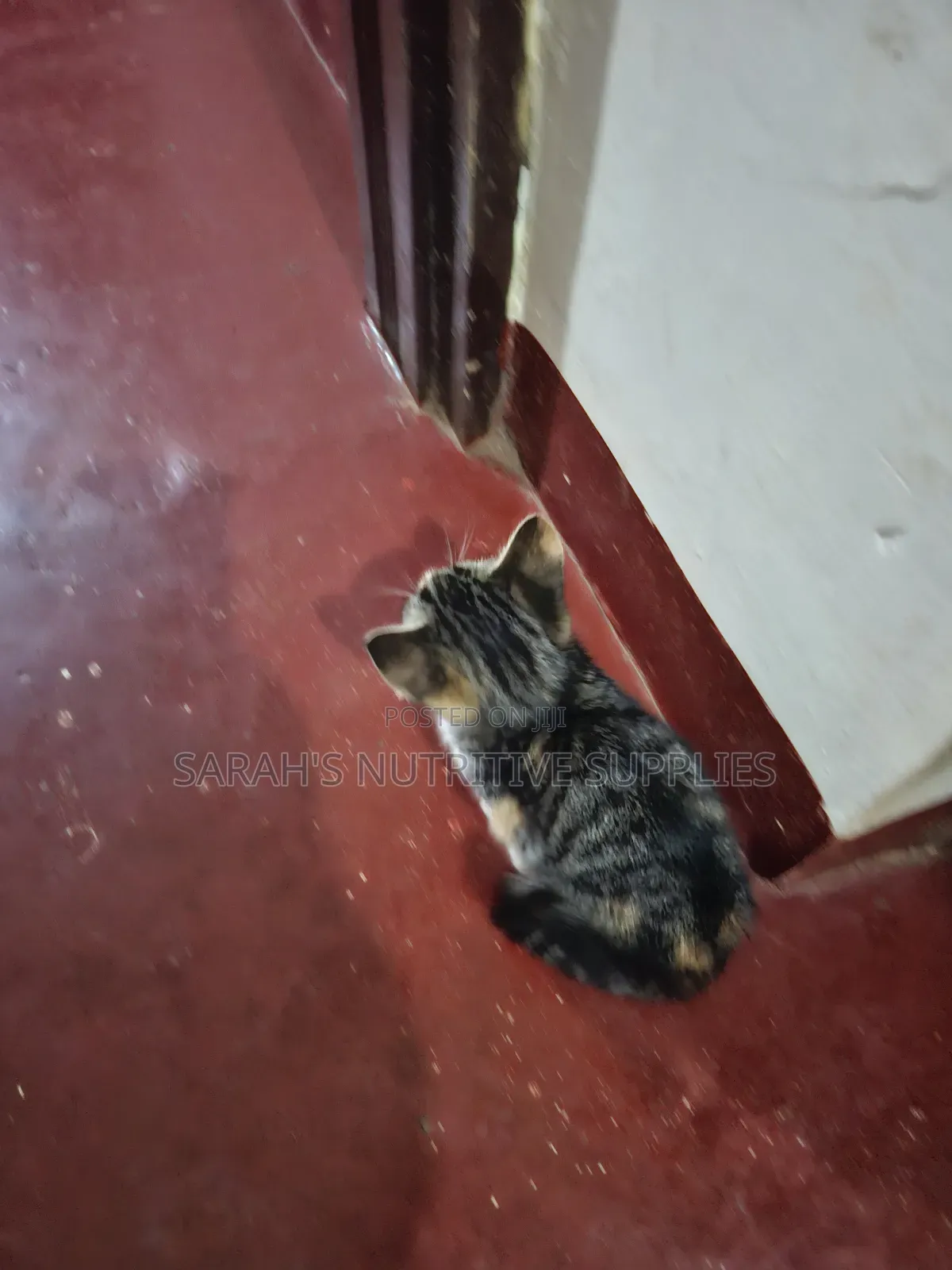 1-3 months Female Mixed Breed Cat