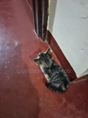 1-3 months Female Mixed Breed Cat