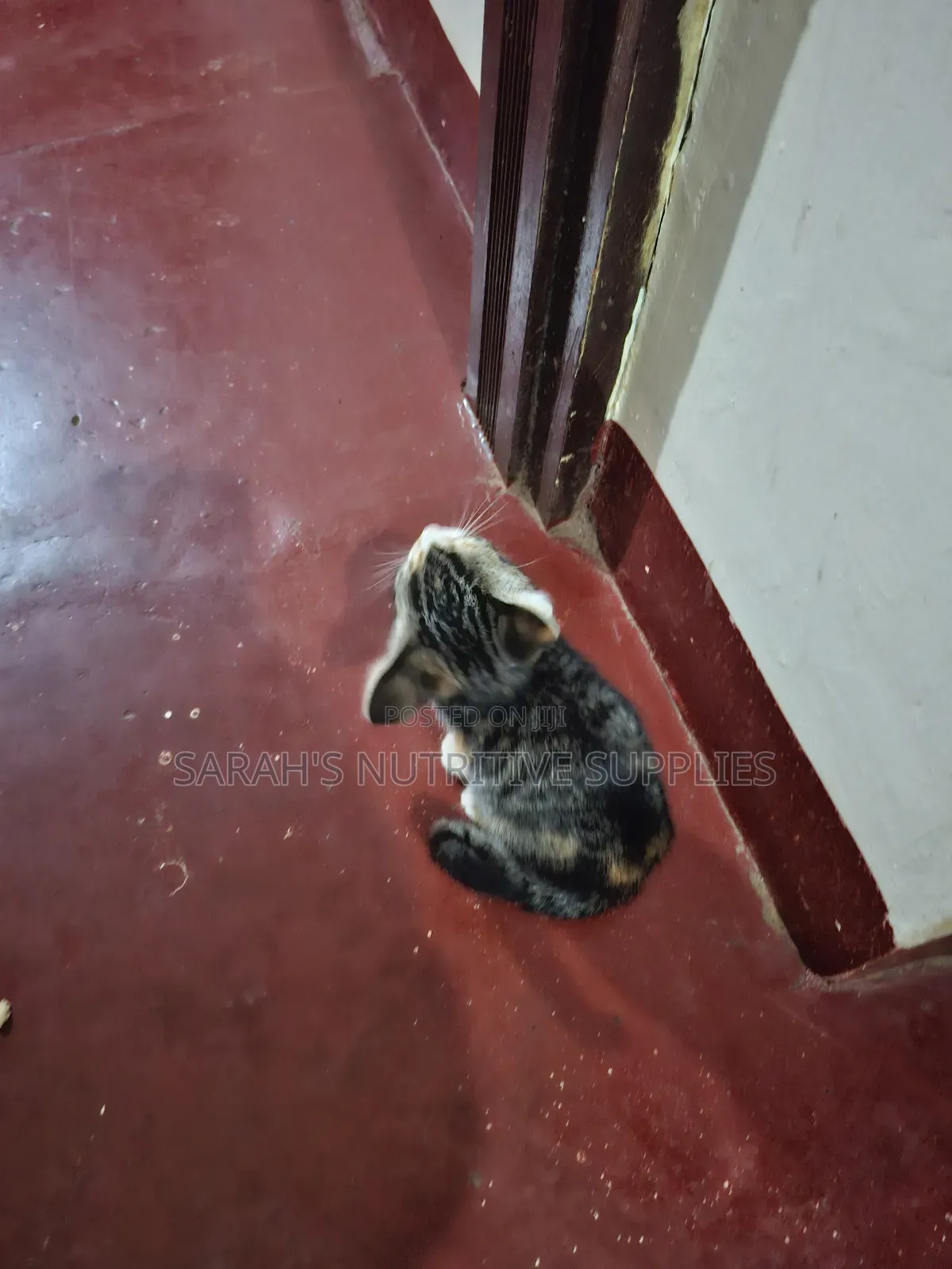 1-3 months Female Mixed Breed Cat