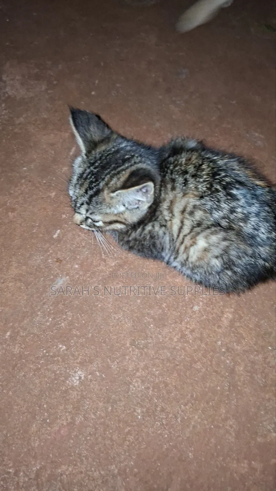 1-3 months Female Mixed Breed Cat