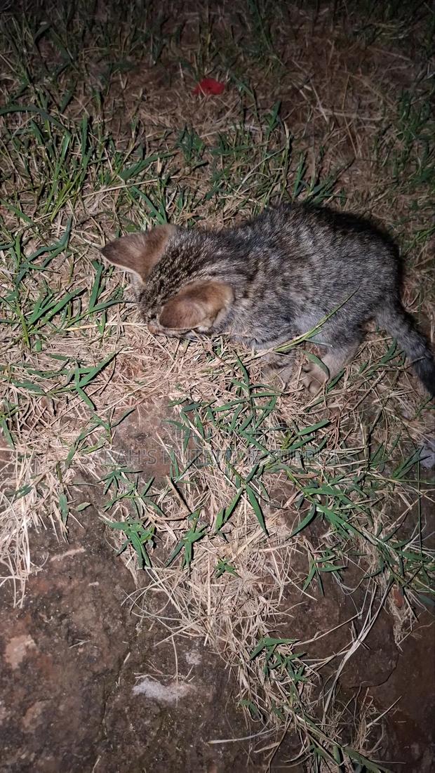 1-3 months Female Mixed Breed Cat - thumbnail 8