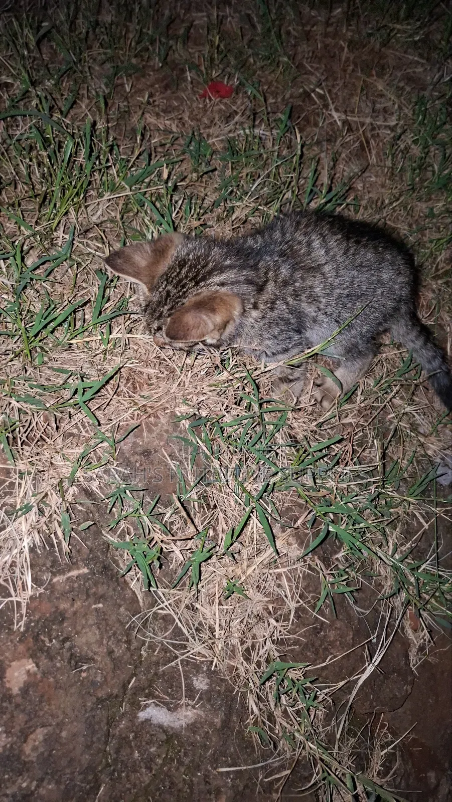 1-3 months Female Mixed Breed Cat