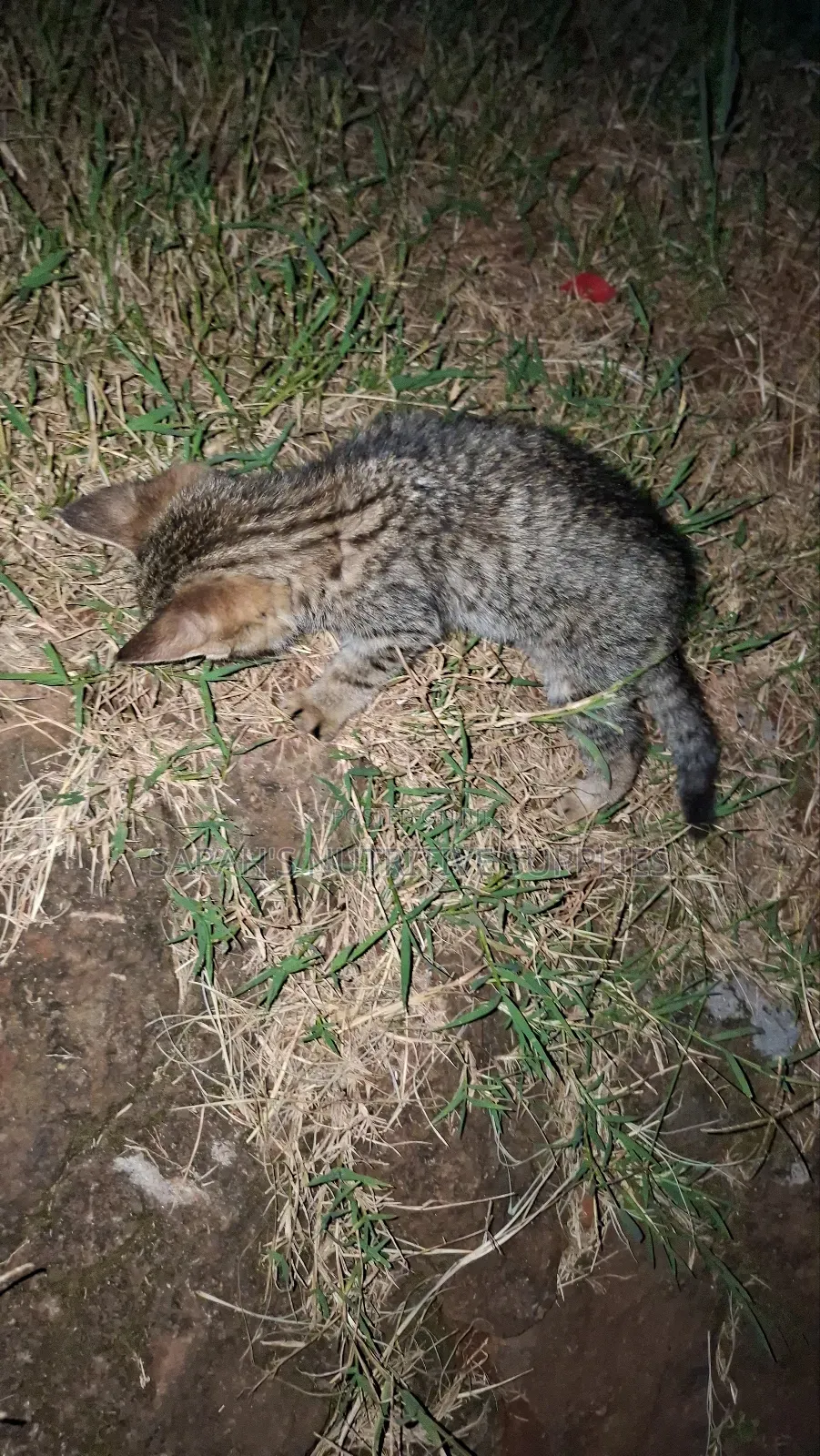 1-3 months Female Mixed Breed Cat