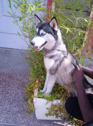 1+ year Female Purebred Siberian Husky