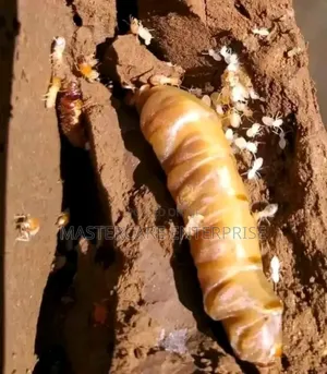 Anti Termite Inspection in Nairobi