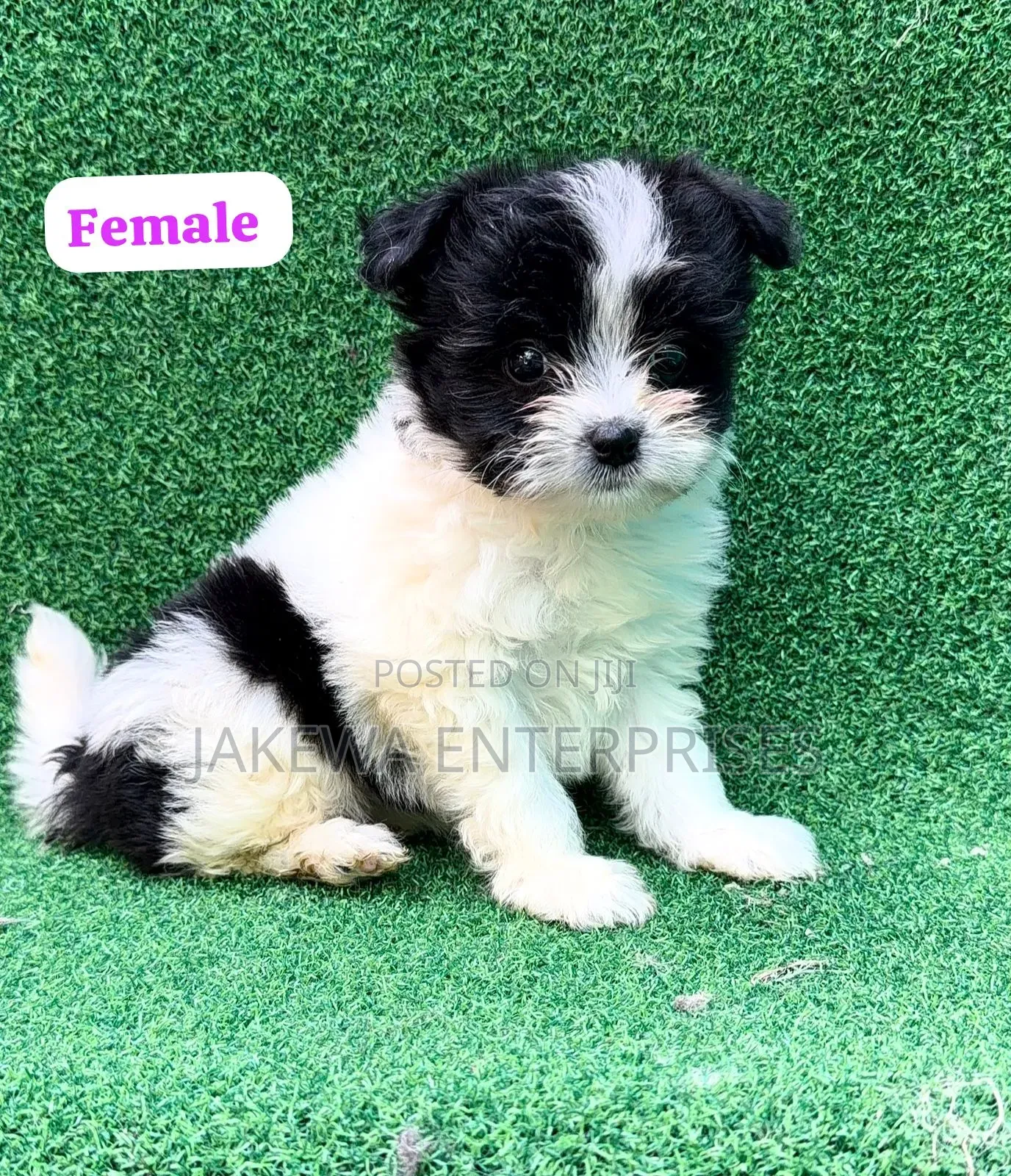 1-3 months Female Purebred Havanese
