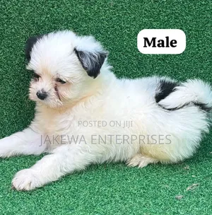 1-3 months Male Purebred Havanese