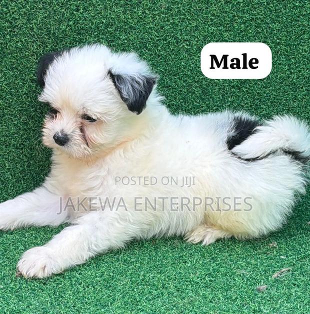 1-3 months Male Purebred Havanese
