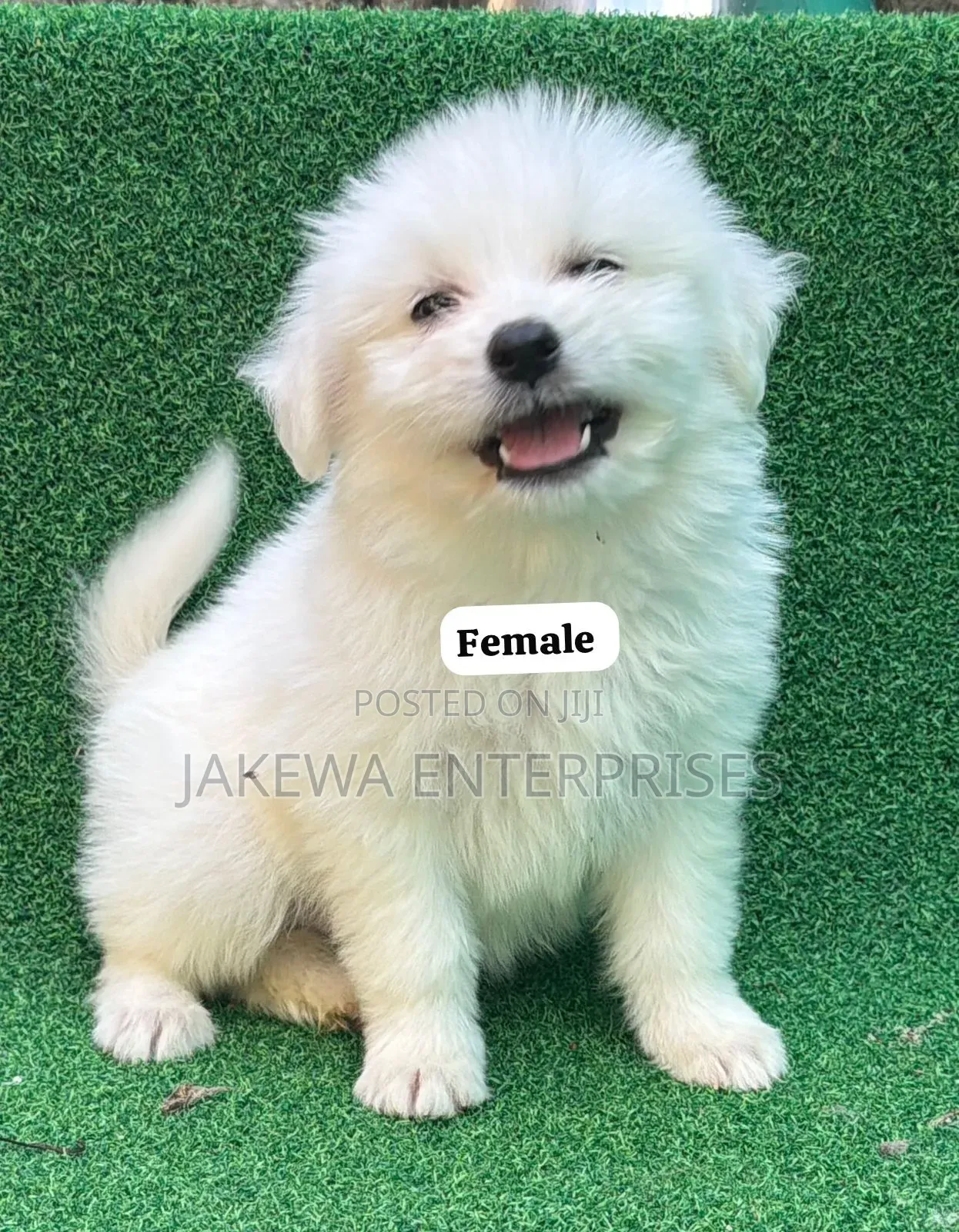 1-3 months Male Purebred Havanese