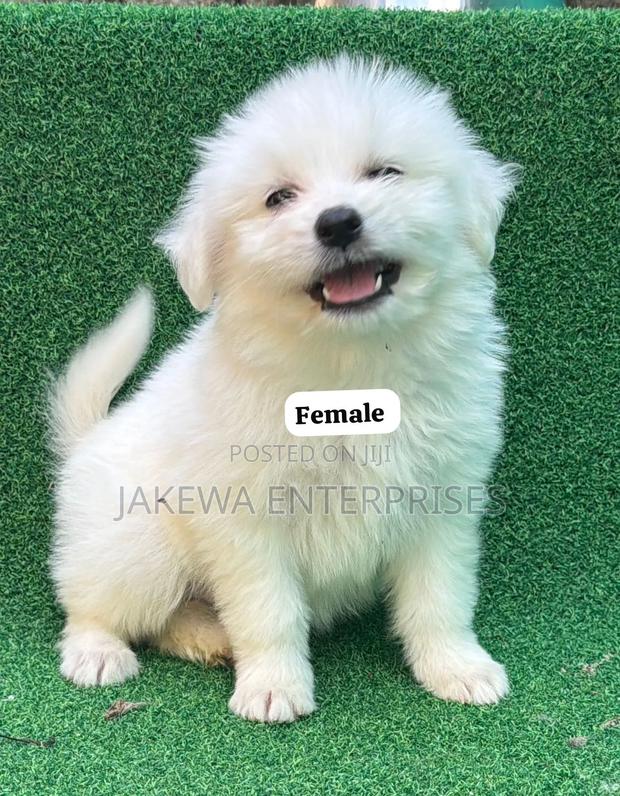 1-3 months Male Purebred Havanese - main view